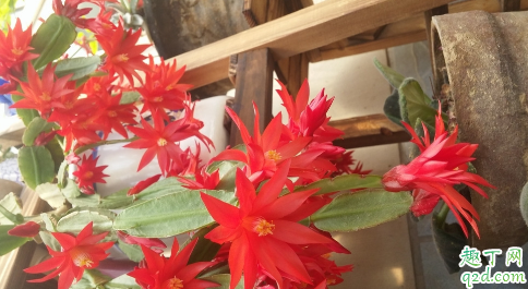 蟹爪兰叶子发软变薄是怎么回事 蟹爪兰叶子发软还能扦插吗