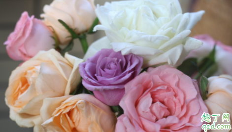 月季花抗寒能力怎么样 为什么月季不能长期土壤湿润