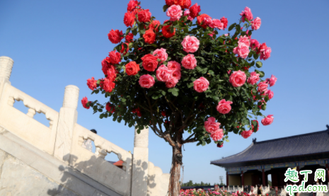 月季花抗寒能力怎么样 为什么月季不能长期土壤湿润