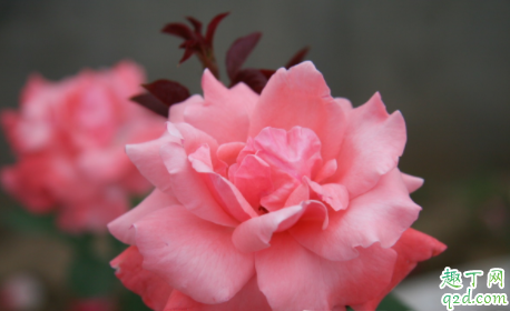 月季花抗寒能力怎么样 为什么月季不能长期土壤湿润