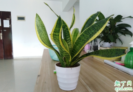 虎尾兰为啥老烂根 虎尾兰烂根了怎么补救