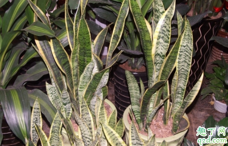 虎尾兰为啥老烂根 虎尾兰烂根了怎么补救