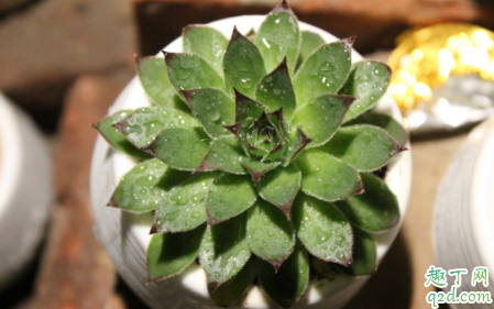 观音莲爆盆后要分株吗 观音莲啥时候分株合适