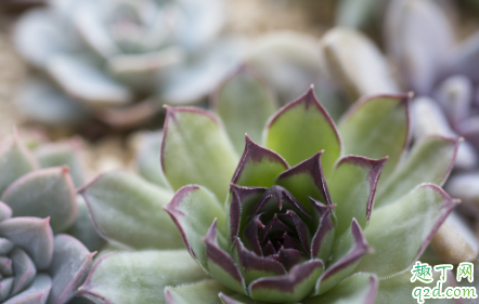 观音莲爆盆后要分株吗 观音莲啥时候分株合适