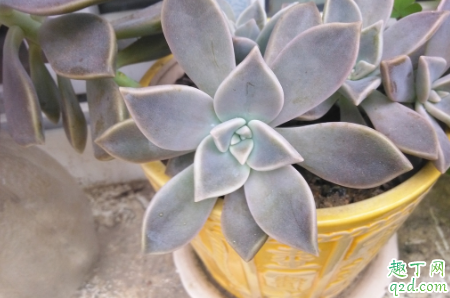 观音莲爆盆后要分株吗 观音莲啥时候分株合适