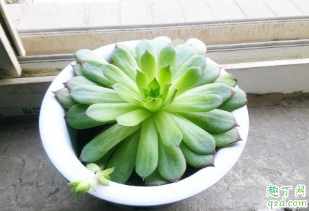 观音莲怎么养爆仔多 观音莲爆小崽怎么处理