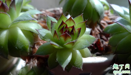 观音莲怎么养爆仔多 观音莲爆小崽怎么处理