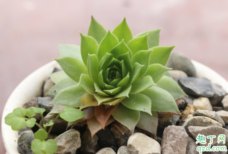 观音莲怎么养爆仔多 观音莲爆小崽怎么处理