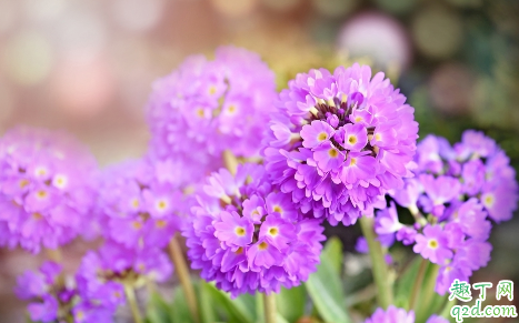 室内养报春花对身体有害吗 报春花怎样养花开旺盛