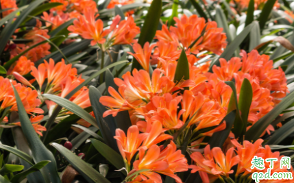 君子兰什么时候截头最好 君子兰截头后怎么消毒