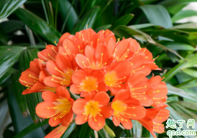 君子兰什么时候截头最好 君子兰截头后怎么消毒