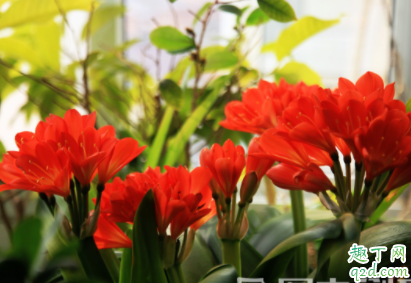 君子兰什么时候截头最好 君子兰截头后怎么消毒