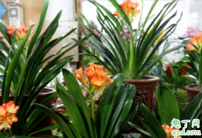 如何为君子兰截头更好 为什么要对君子兰截头