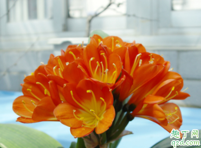 如何为君子兰截头更好 为什么要对君子兰截头