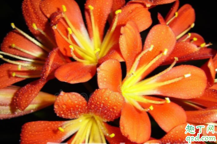 如何为君子兰截头更好 为什么要对君子兰截头