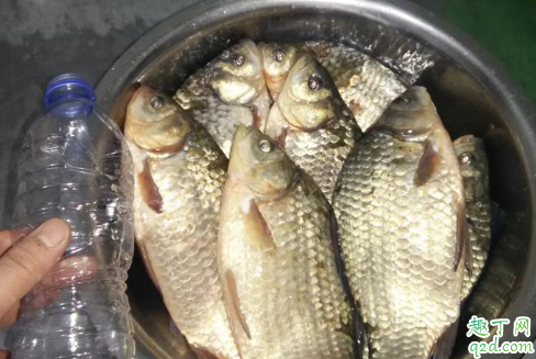 冬季大太阳水库怎么钓鱼 冬钓向阳处水浅怎么办