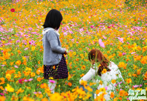 见卵黄囊及心博是不是怀孕 长出一个卵黄囊是不是就不会有双胞胎了