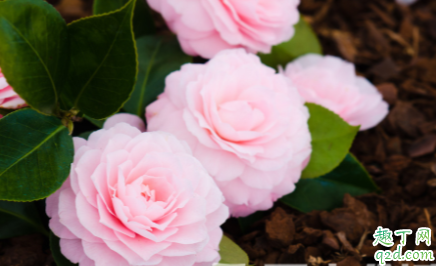 北方冬天茶花花蕾干枯怎么办 养护茶花怎么提高空气湿度