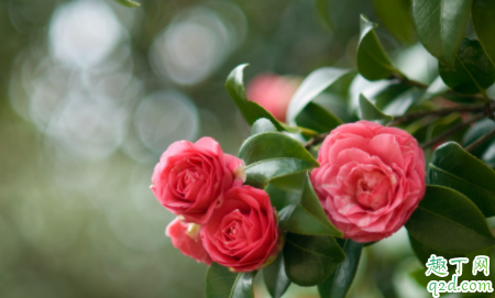 北方冬天茶花花蕾干枯怎么办 养护茶花怎么提高空气湿度