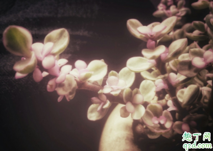 雅乐之舞叶片会变绿怎么回事 真的雅乐之舞也会变绿吗