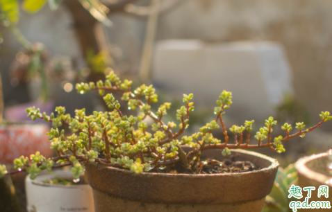 雅乐之舞叶片会变绿怎么回事 真的雅乐之舞也会变绿吗