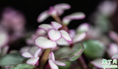 雅乐之舞叶片会变绿怎么回事 真的雅乐之舞也会变绿吗