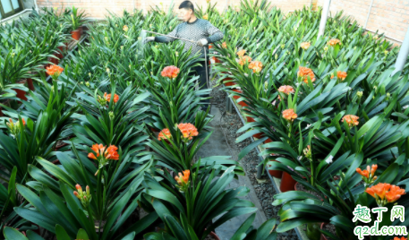 君子兰截头后如何浇水 君子兰花没开花怎么施肥