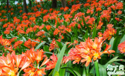 君子兰截头后如何浇水 君子兰花没开花怎么施肥