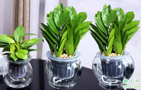 万年青为啥老是烂根 万年青烂根了还有救吗