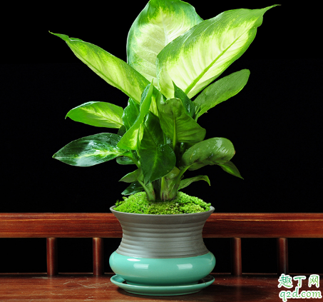 万年青为啥老是烂根 万年青烂根了还有救吗