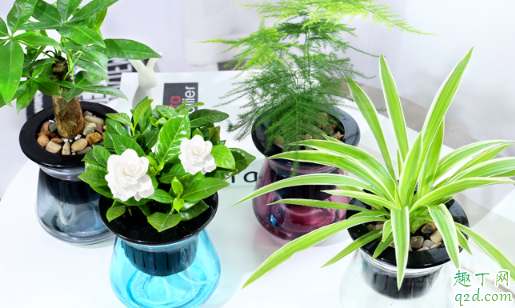 万年青怎样养长得旺盛 养万年前哪些是要注意的