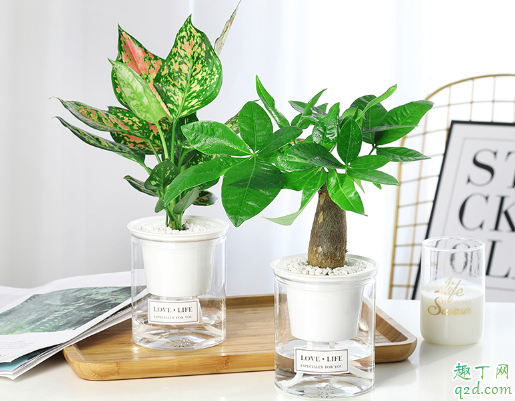 万年青怎样养长得旺盛 养万年前哪些是要注意的