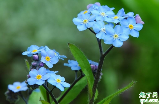 勿忘我叶子变黄是怎么回事 勿忘我叶子发黄该怎么补救