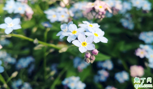 勿忘我叶子变黄是怎么回事 勿忘我叶子发黄该怎么补救