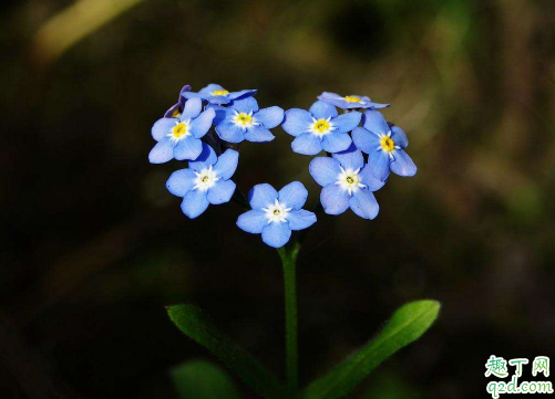 勿忘我叶子变黄是怎么回事 勿忘我叶子发黄该怎么补救