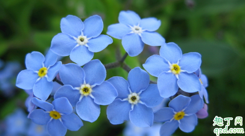 勿忘我为啥会烂根了 勿忘我根烂了怎么处理能救活