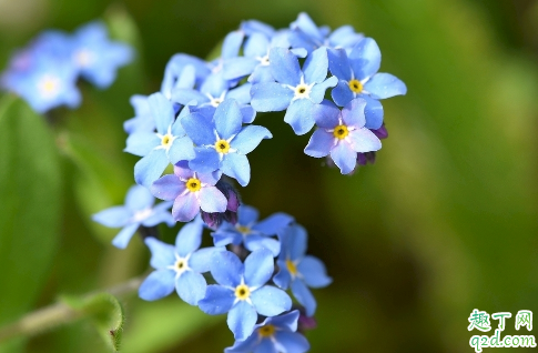 勿忘我为啥会烂根了 勿忘我根烂了怎么处理能救活