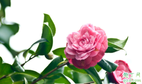 怎么可以让茶花在春节前开花 茶花在北方冬天可以露养吗