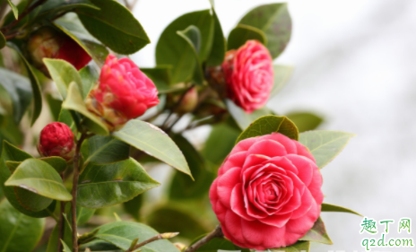 怎么可以让茶花在春节前开花 茶花在北方冬天可以露养吗