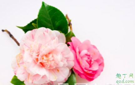 怎么可以让茶花在春节前开花 茶花在北方冬天可以露养吗