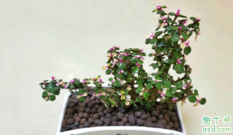 雅乐之舞土壤的要求是什么 雅乐之舞如何施肥避免褪色