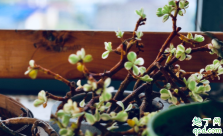 雅乐之舞土壤的要求是什么 雅乐之舞如何施肥避免褪色