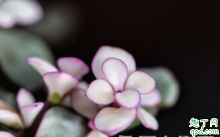 雅乐之舞土壤的要求是什么 雅乐之舞如何施肥避免褪色