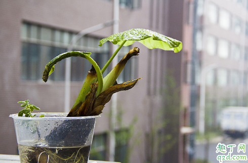 滴水观音好养活吗 滴水观音怎样养长得旺盛