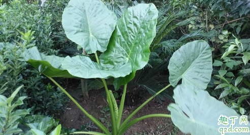 滴水观音好养活吗 滴水观音怎样养长得旺盛