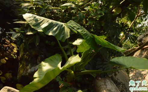 滴水观音好养活吗 滴水观音怎样养长得旺盛