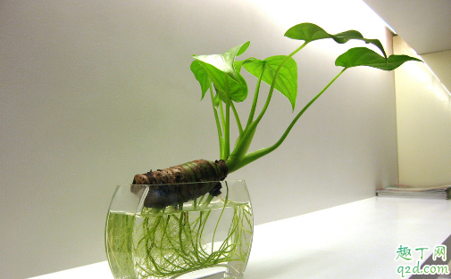 滴水观音不滴水正常吗 滴水观音不滴水怎么解决