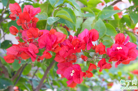 三角梅地栽怎么养 ?哪些地区可以地栽三角梅