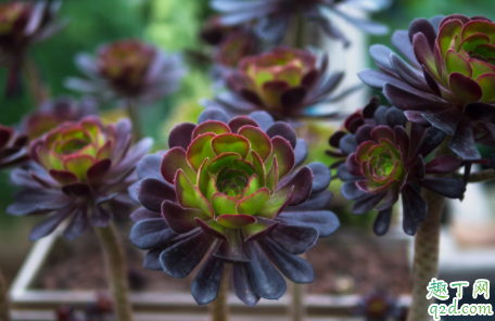 黑法师喜欢碱性土壤还是酸性土壤 黑法师幼苗用什么土壤