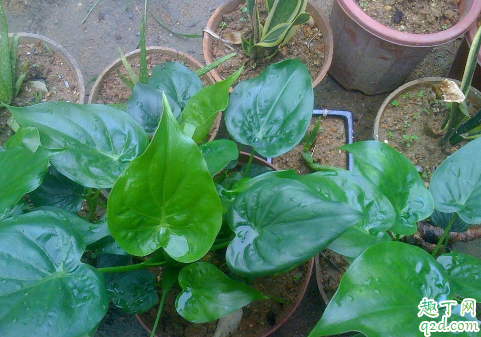 滴水观音能水培吗 滴水观音怎么水培成活率高